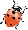 Crawling Ladybug Clip Art